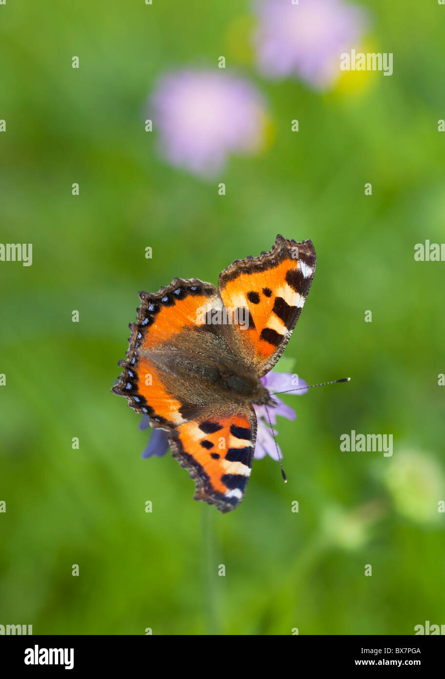 Pequeña tortoiseshell ( Aglais urticae , Nymphalidae , Nymphalinae ) mariposa chupar néctar de un thrift ( Armeria maritima ) , Finlandia Foto de stock