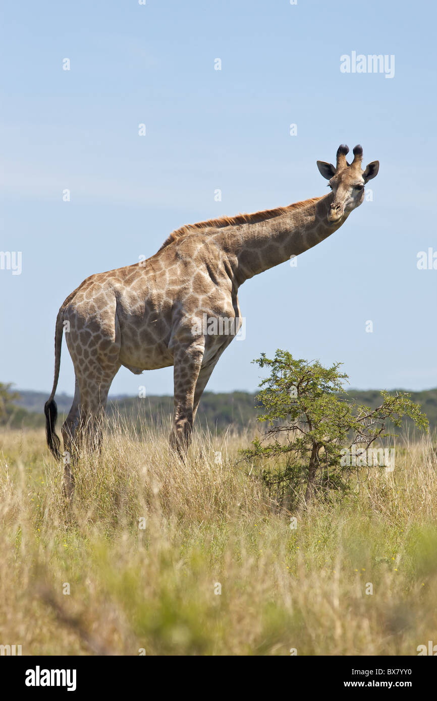 Un hombre joven jirafa (Giraffa camelopardalis) en Sibuya Game Reserve en Eastern Cape, Sudáfrica. Foto de stock