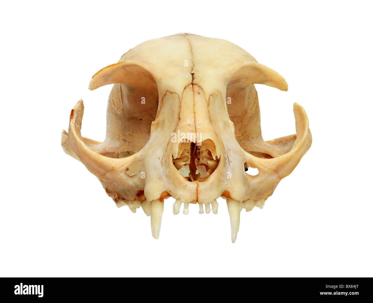 Cráneo gato doméstico fotografías e imágenes de alta resolución - Alamy