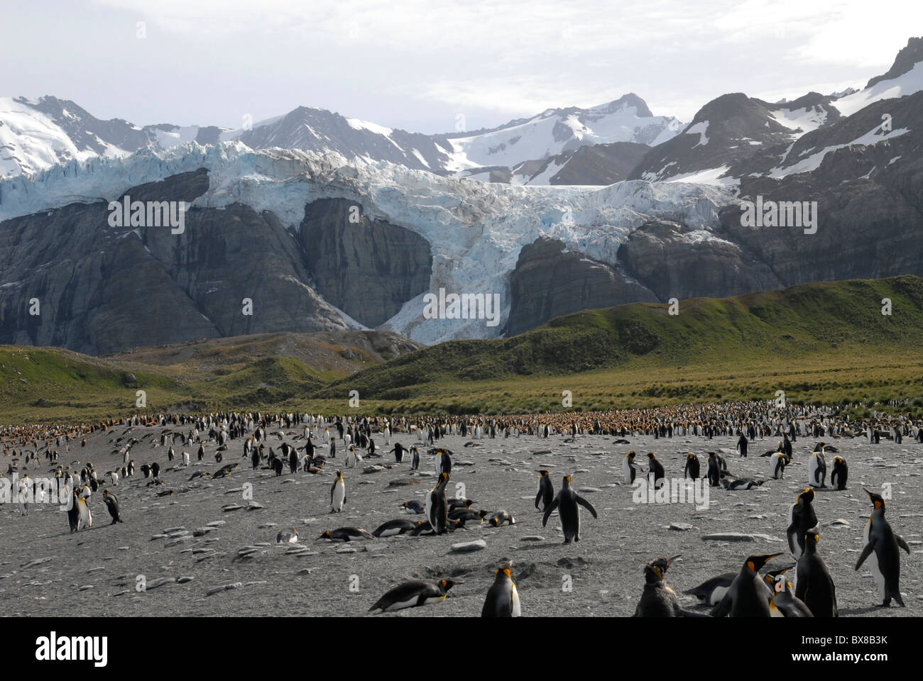 Pingüinos rey (Aptenodytes patagonicus), montañas y glaciares, Gold Harbor South Georgia Foto de stock