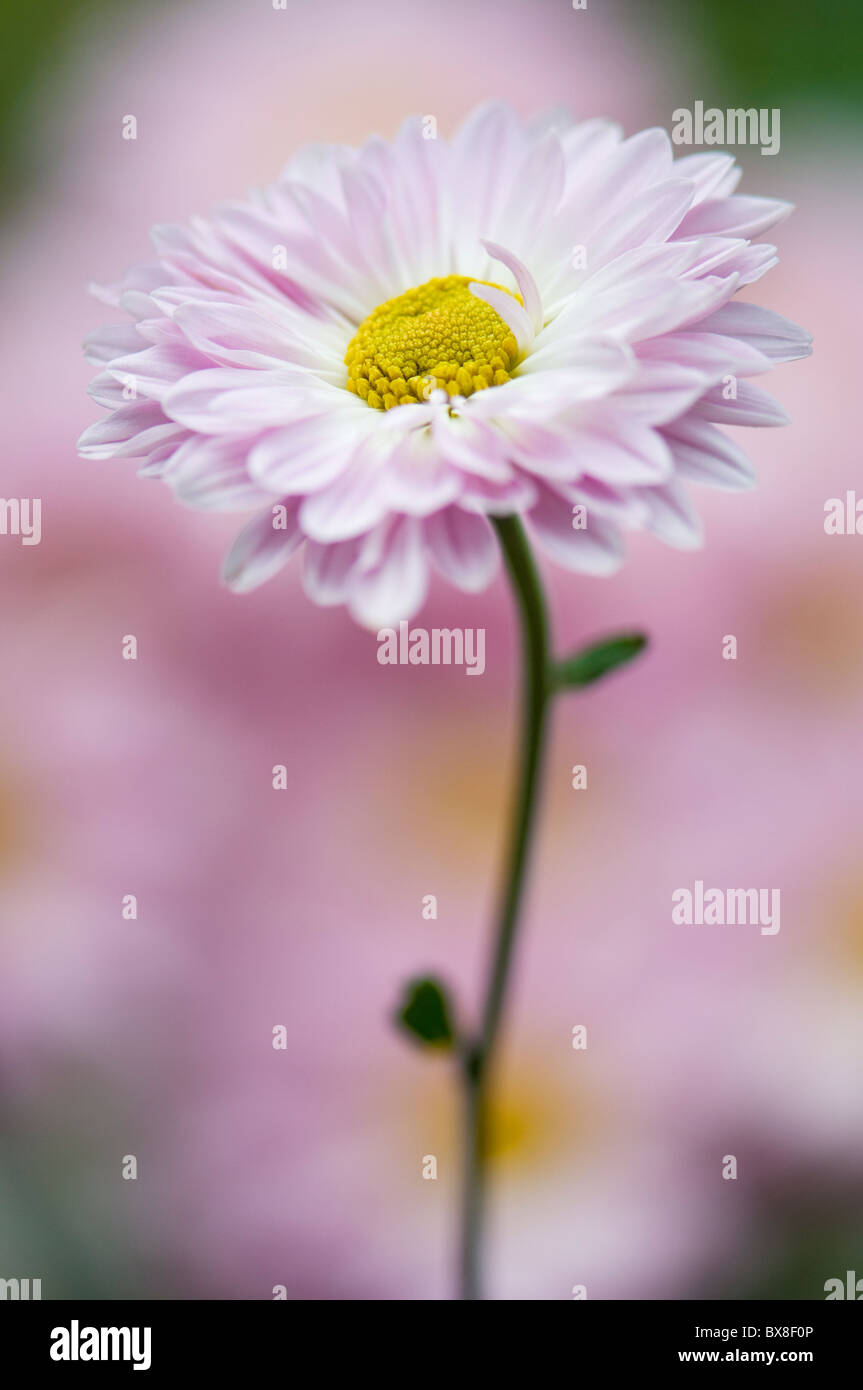 Una sola flor Margarita Inglés - Bellis perennis Foto de stock