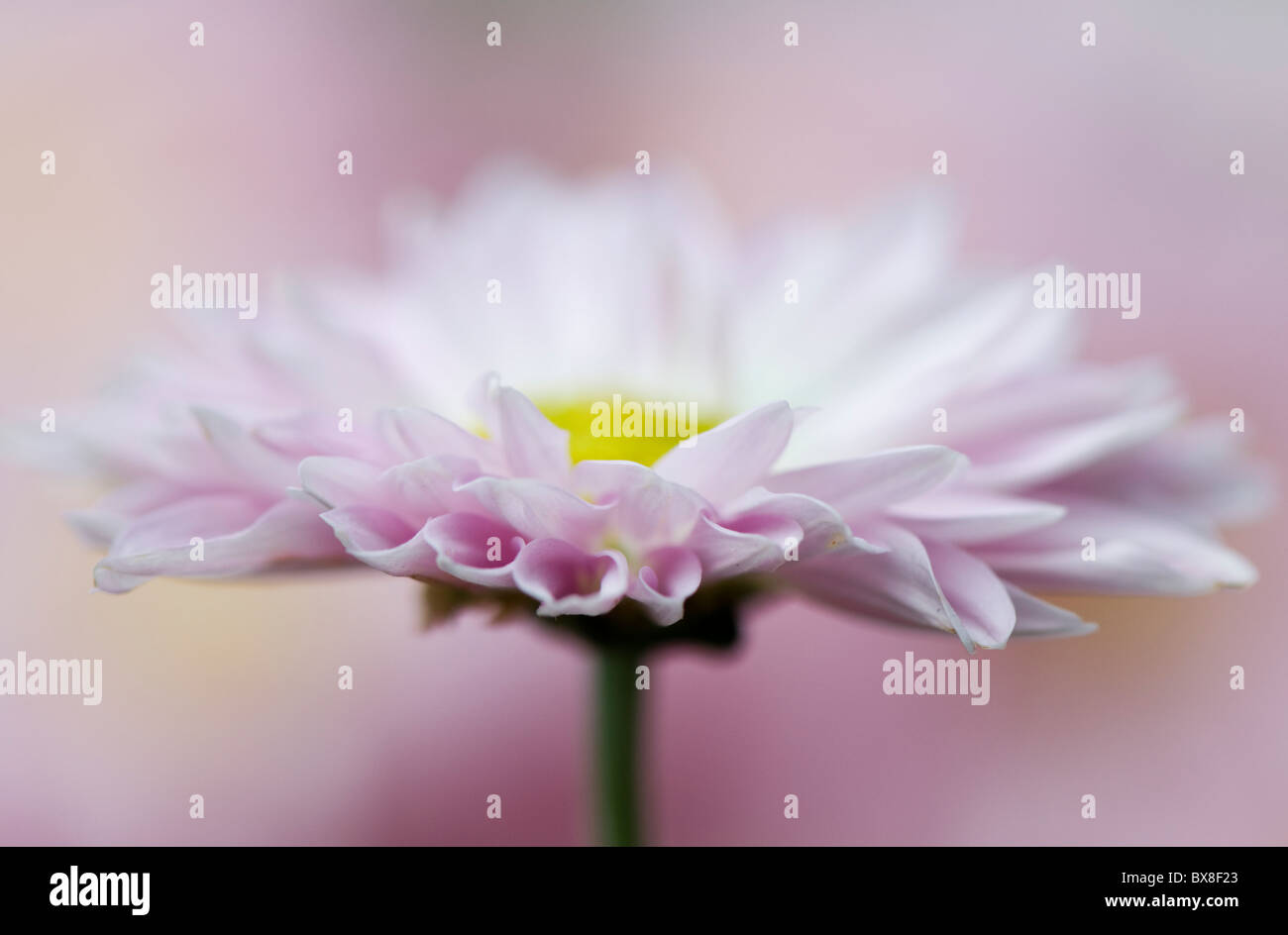 Una sola flor Margarita Inglés - Bellis perennis Foto de stock