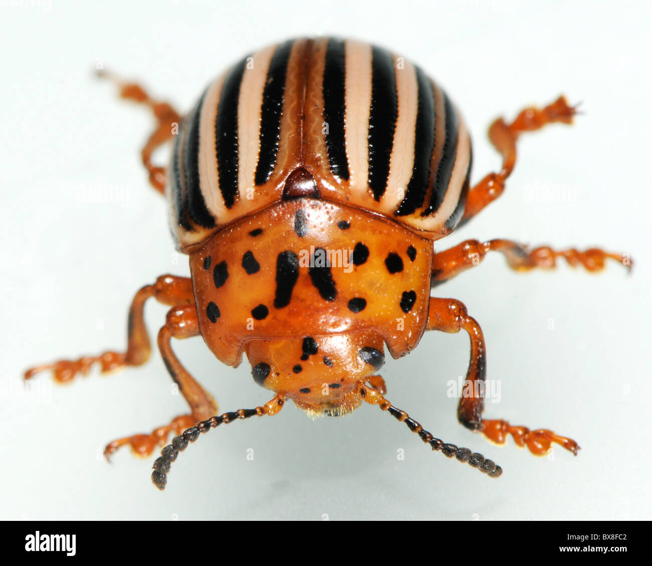 Falso o el escarabajo de la patata, Leptinotarsa juncta horsenettle escarabajo Foto de stock
