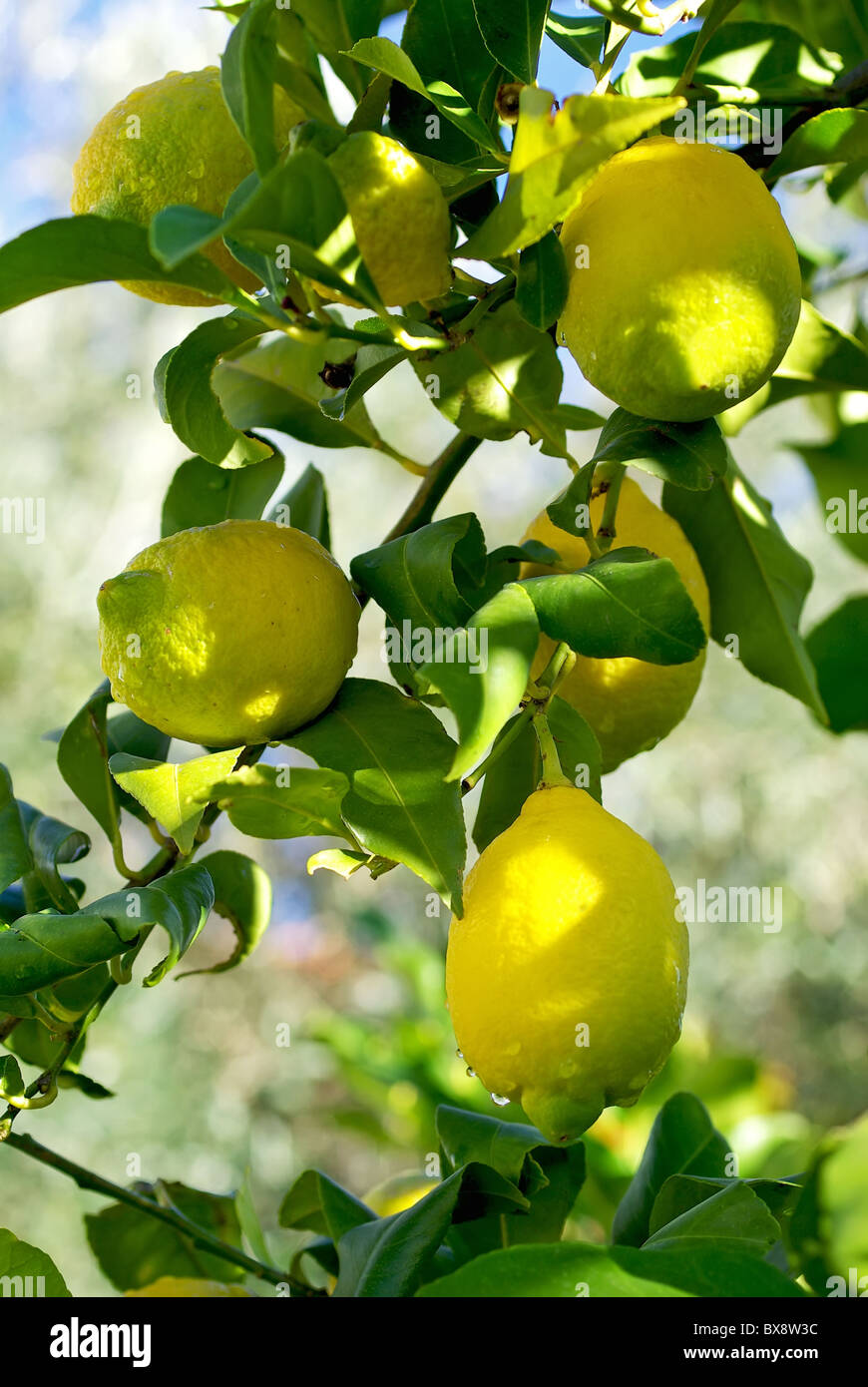 Rama de limon fotografías e imágenes de alta resolución - Alamy