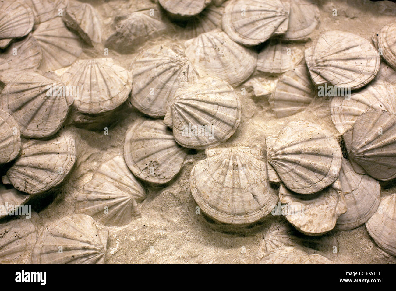 Visualización de conchas fosilizadas en el Royal Festival Hall, Londres, proporcionada por la compañía petrolera Shell Foto de stock