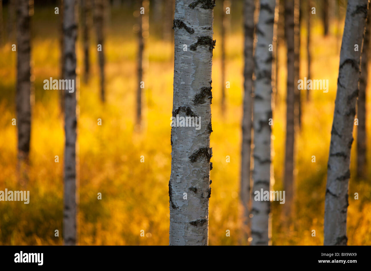 Vista del grupo de árboles de abedul ( betula ) al sol de la noche, Finlandia Foto de stock