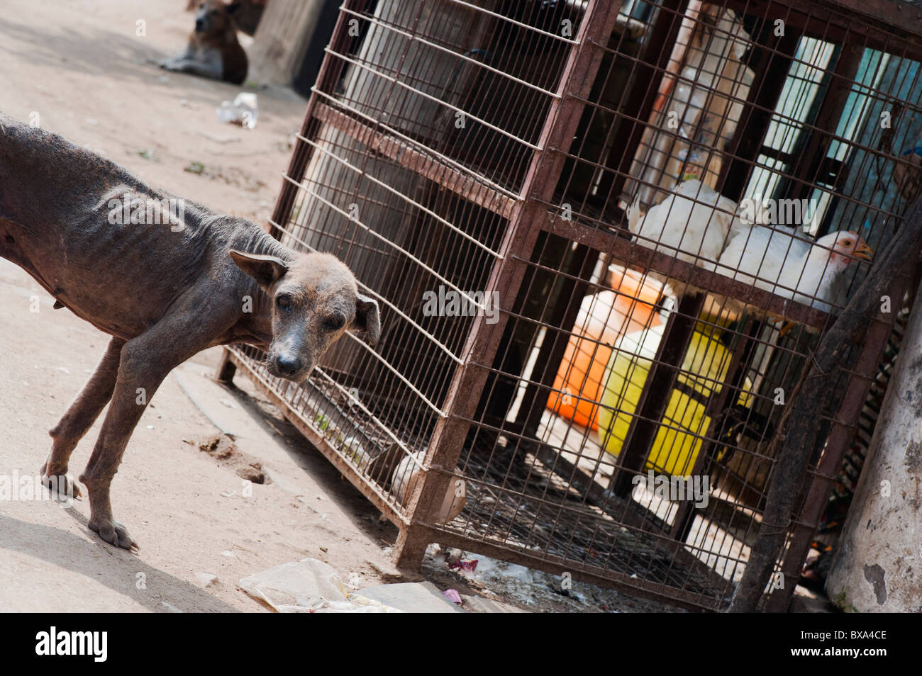 Thin mange acribillado hambriento perro callejero de pie junto a los pollos en una jaula. En Andhra Pradesh, India Foto de stock