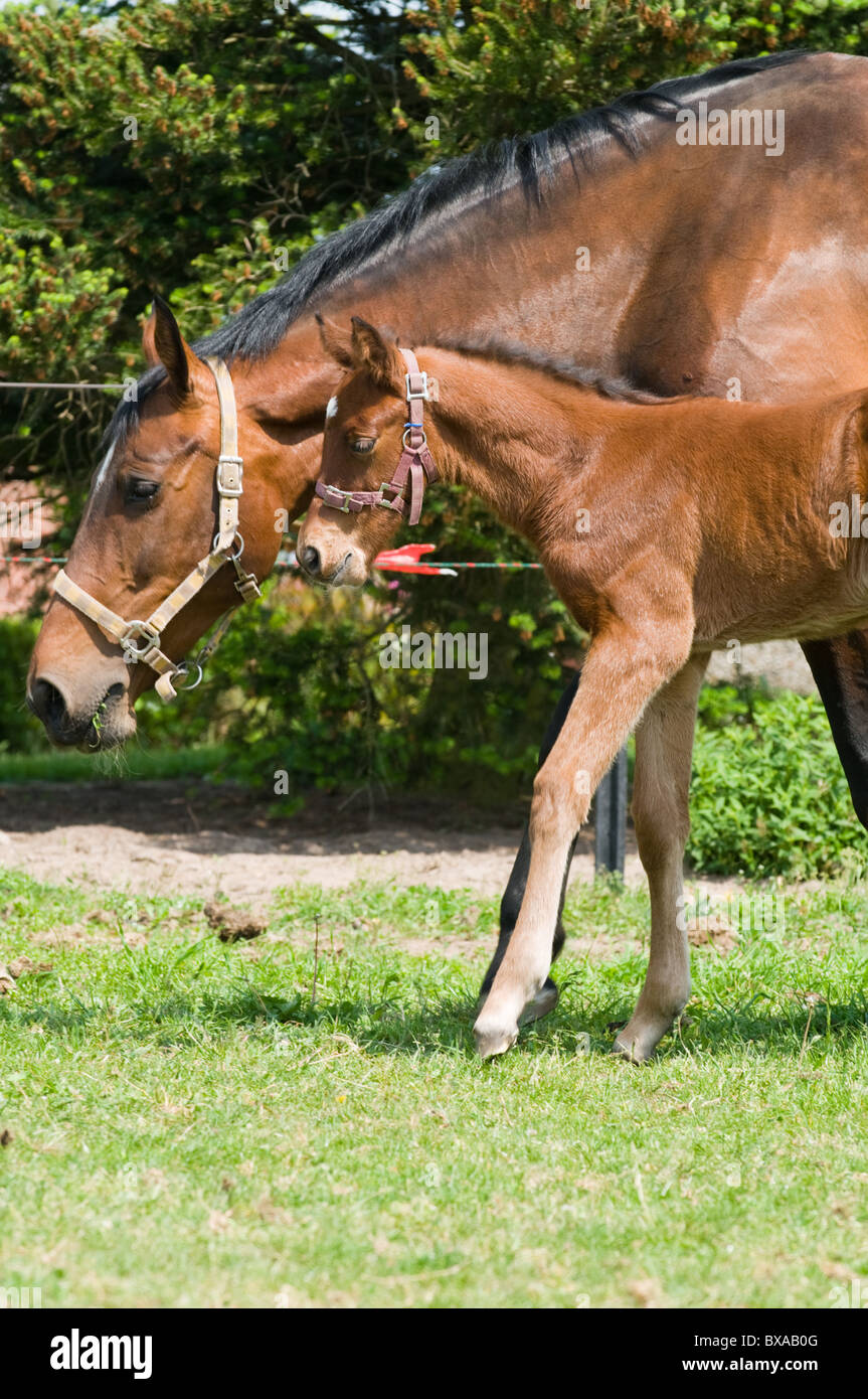 Madre e hijo del caballo Fotografía de stock Alamy