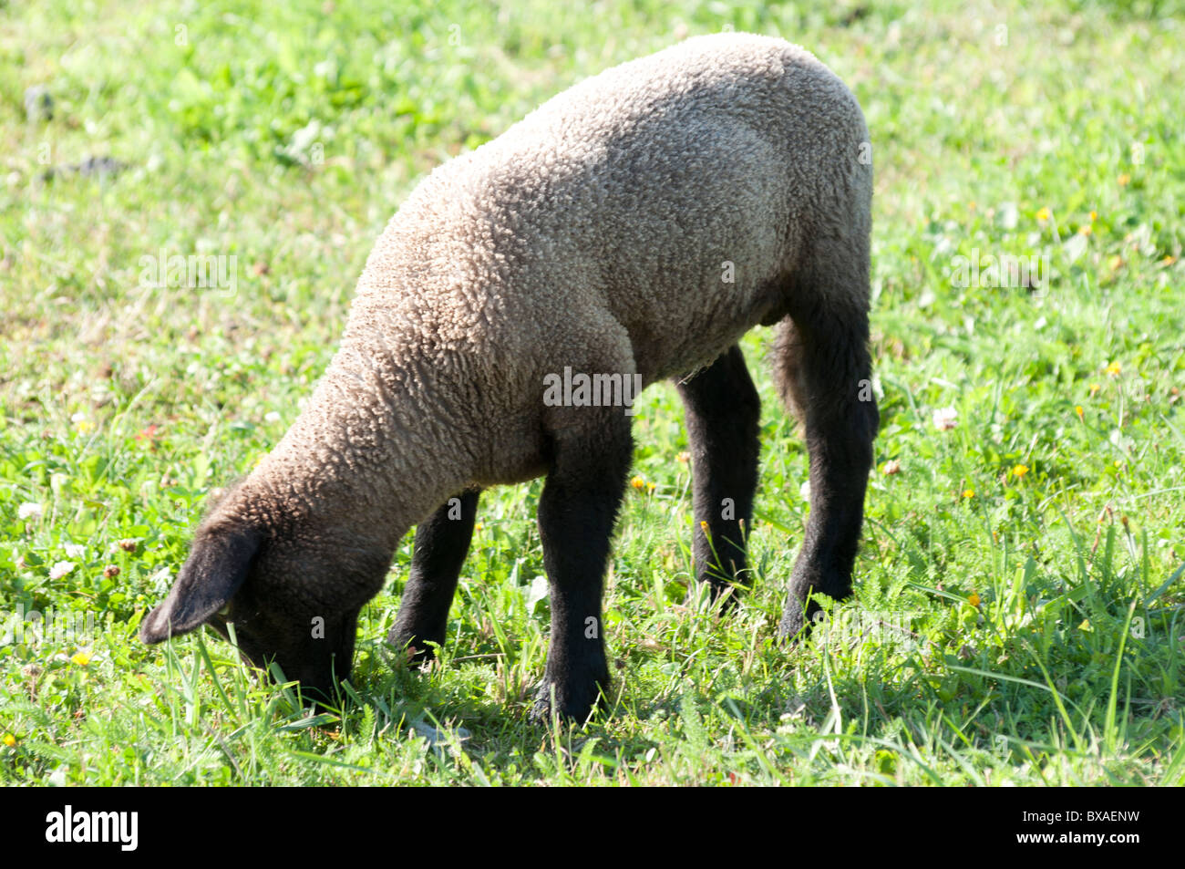 Una oveja comiendo hierba. Foto de stock