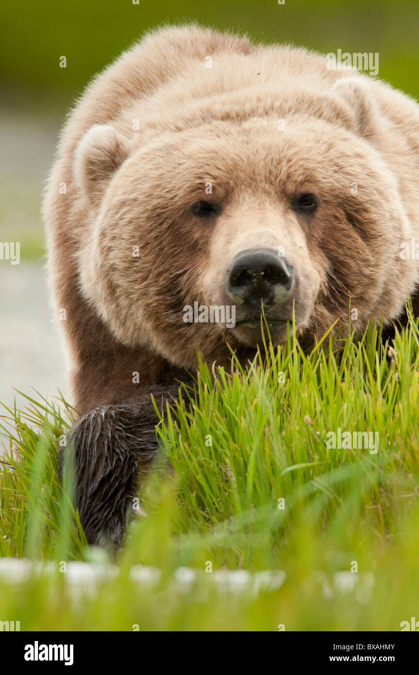 Los osos pardos se alimentan de juncia hierba temprano en la temporada de verano en el estado de Río de McNeil Juego Santuario y refugio en Alaska. Foto de stock