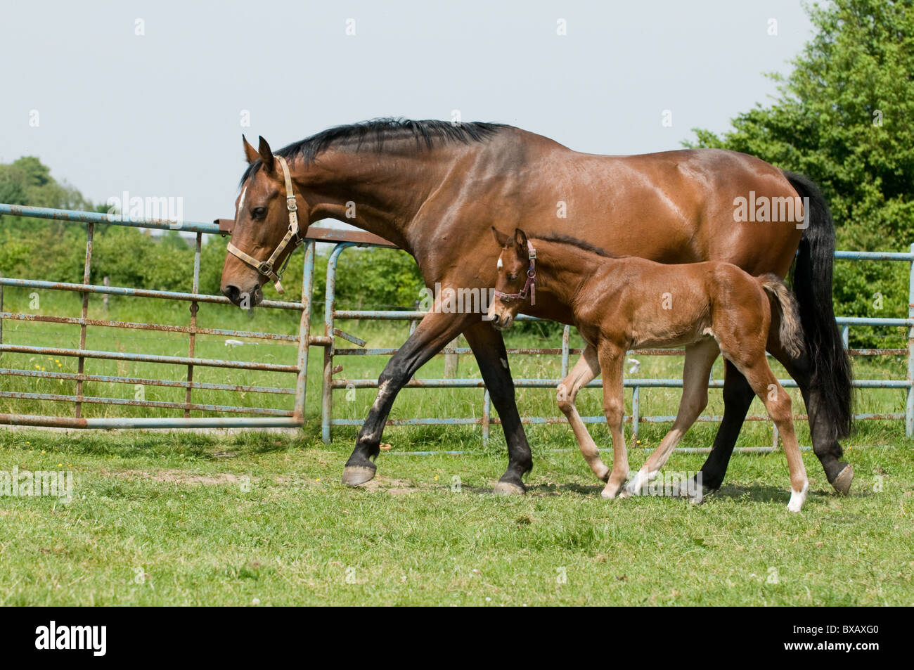 Madre e hijo del caballo Fotografía de stock Alamy