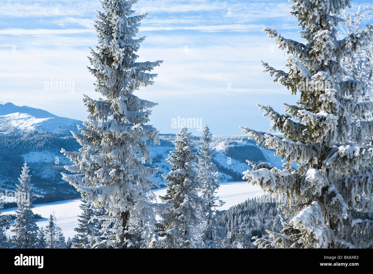 Paisaje de invierno Foto de stock