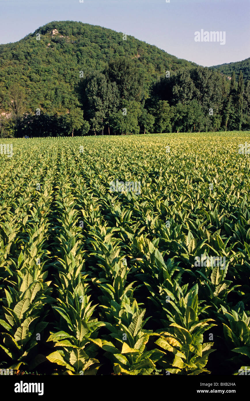 Las plantas de tabaco en un campo debajo de la montaña, Valle del Lot, Cahors, Francia. Foto de stock