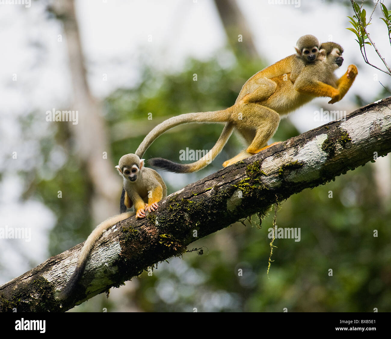 Rojo-respaldado monos ardilla en la rama de árbol Foto de stock