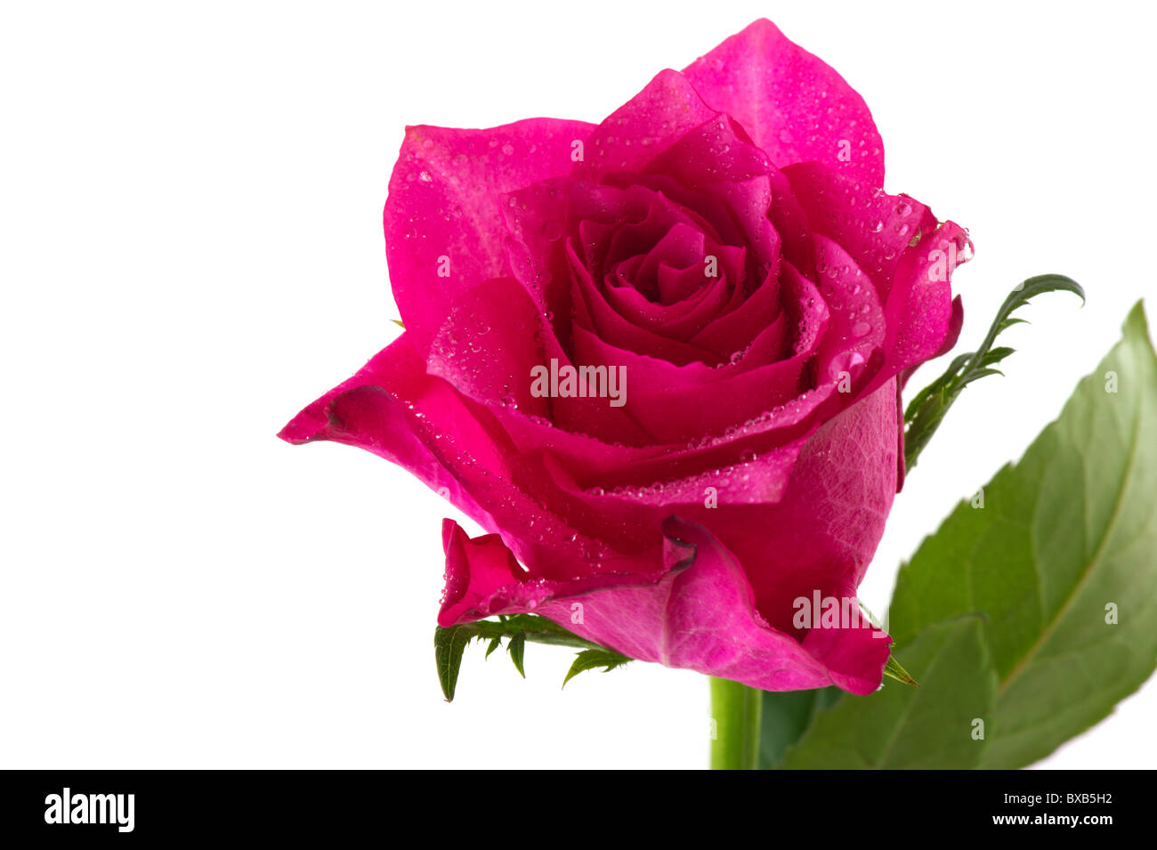 Solo rosa rosa fresca con gotas de agua Foto de stock