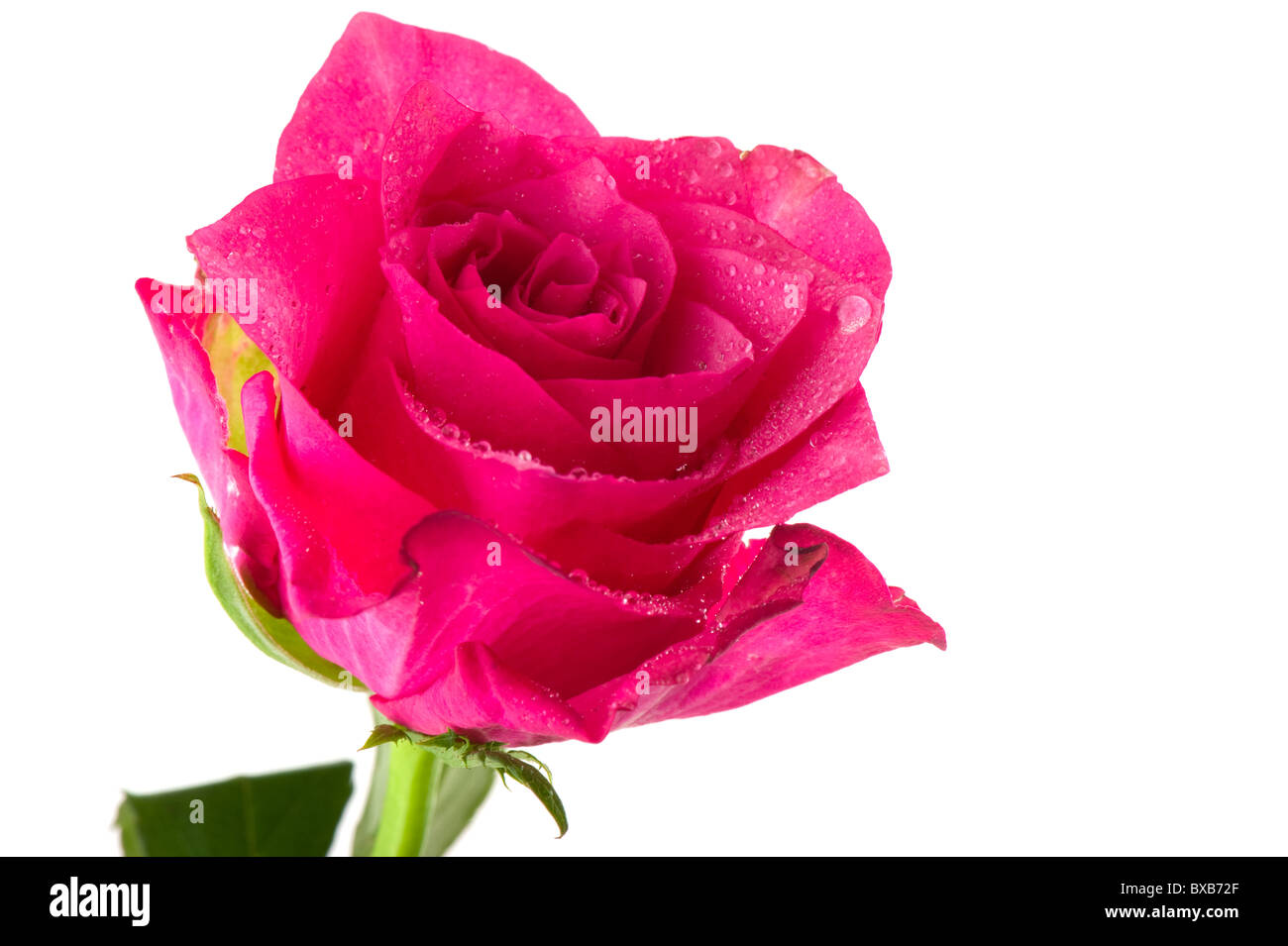 Solo rosa rosa fresca con gotas de agua Foto de stock