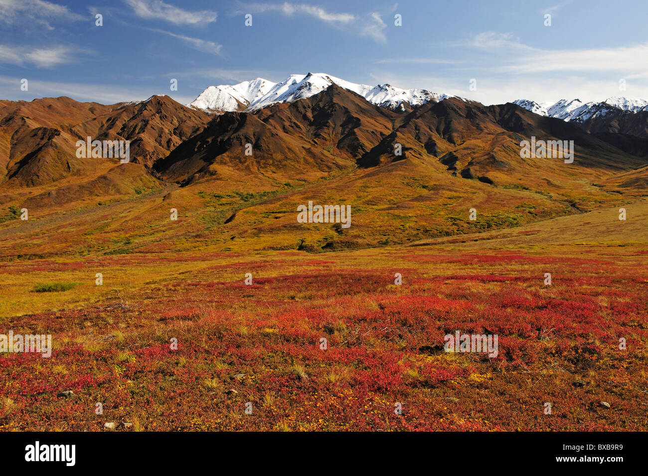 Paisaje otoñal y colores de otoño de la tundra, el Parque Nacional Denali, Alaska Foto de stock