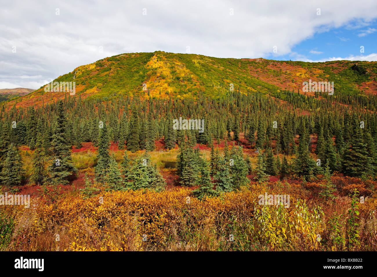 Colores de otoño en la tundra, el Parque Nacional Denali, Alaska Foto de stock