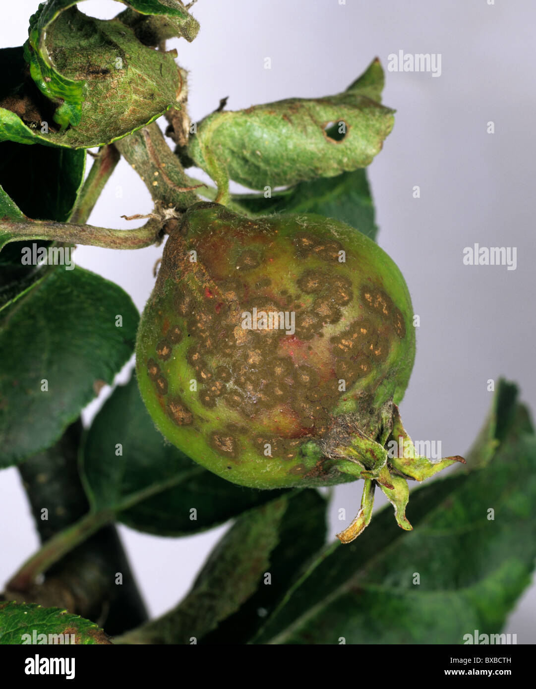 Apple moteado (Venturia inaequalis) daños a jóvenes Bramley Apple fruto Foto de stock