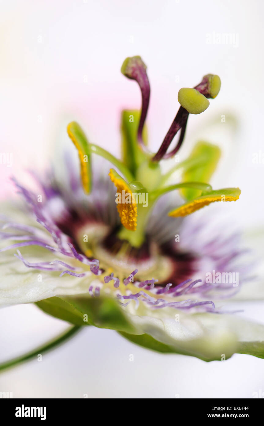 Una sola cabeza de la flor de la pasión (Passiflora caerulea Foto de stock