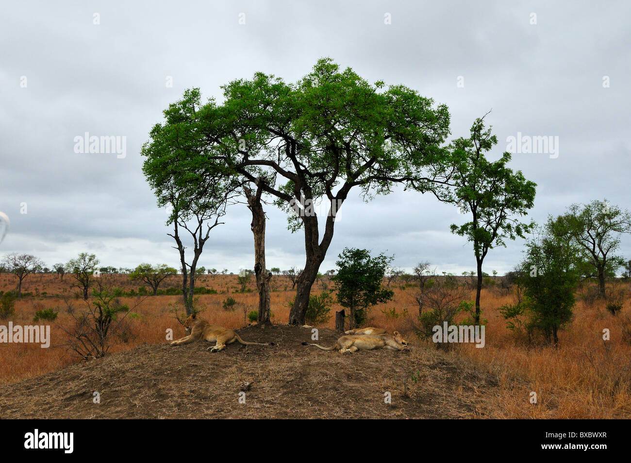 Varios adultos jóvenes leones descansando debajo de un árbol. El Parque Nacional Kruger, Sudáfrica. Foto de stock