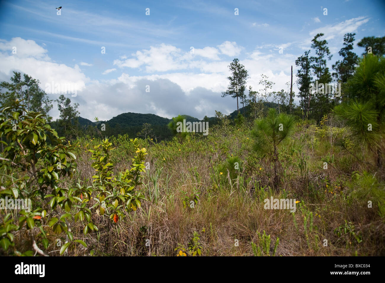 Belice, Centroamérica Foto de stock