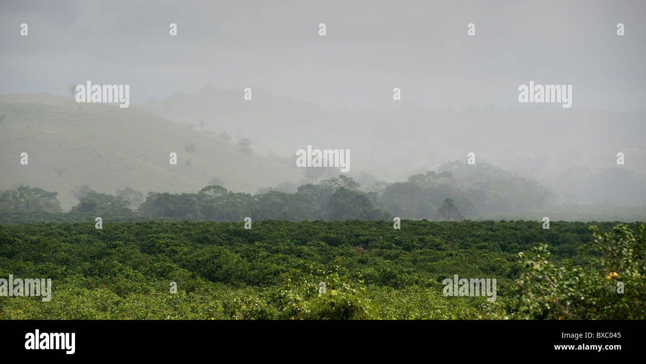 Belice, Centroamérica Foto de stock