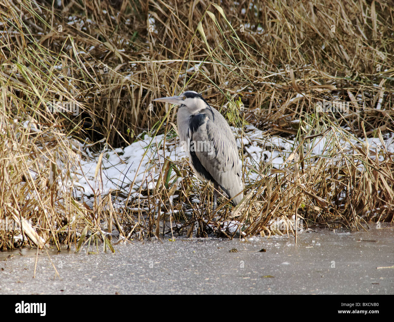 Garza gris en invierno, el Parque Acuático Coate Foto de stock