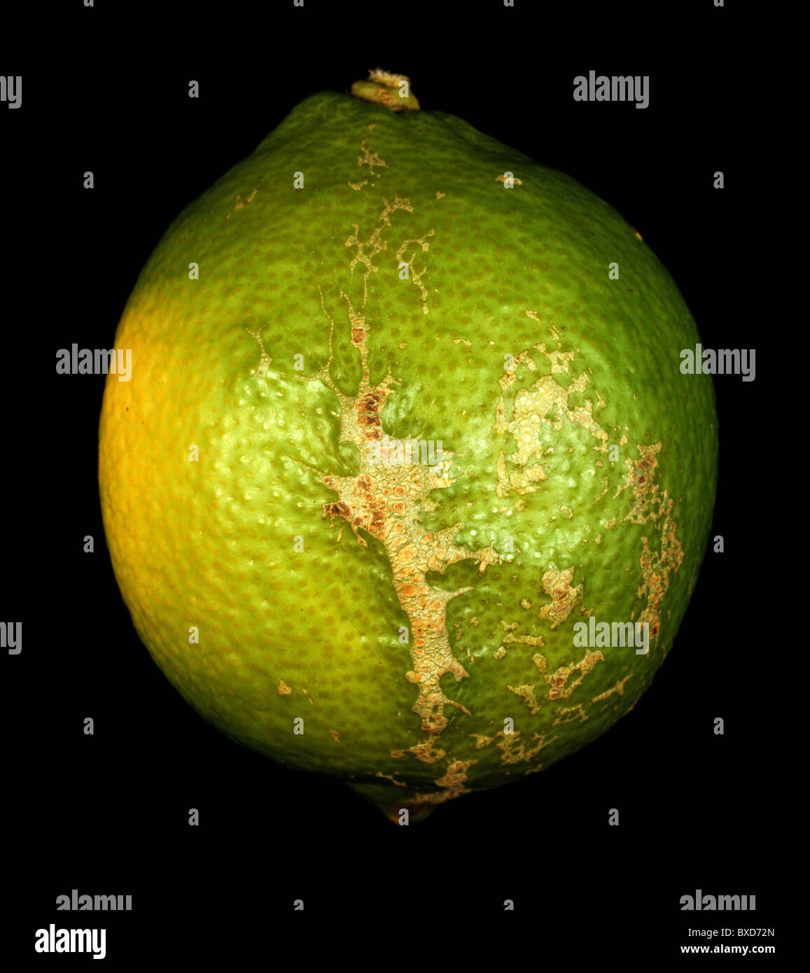Viento cicatrices en la piel de limón - el daño a la fruta en el árbol. Foto de stock
