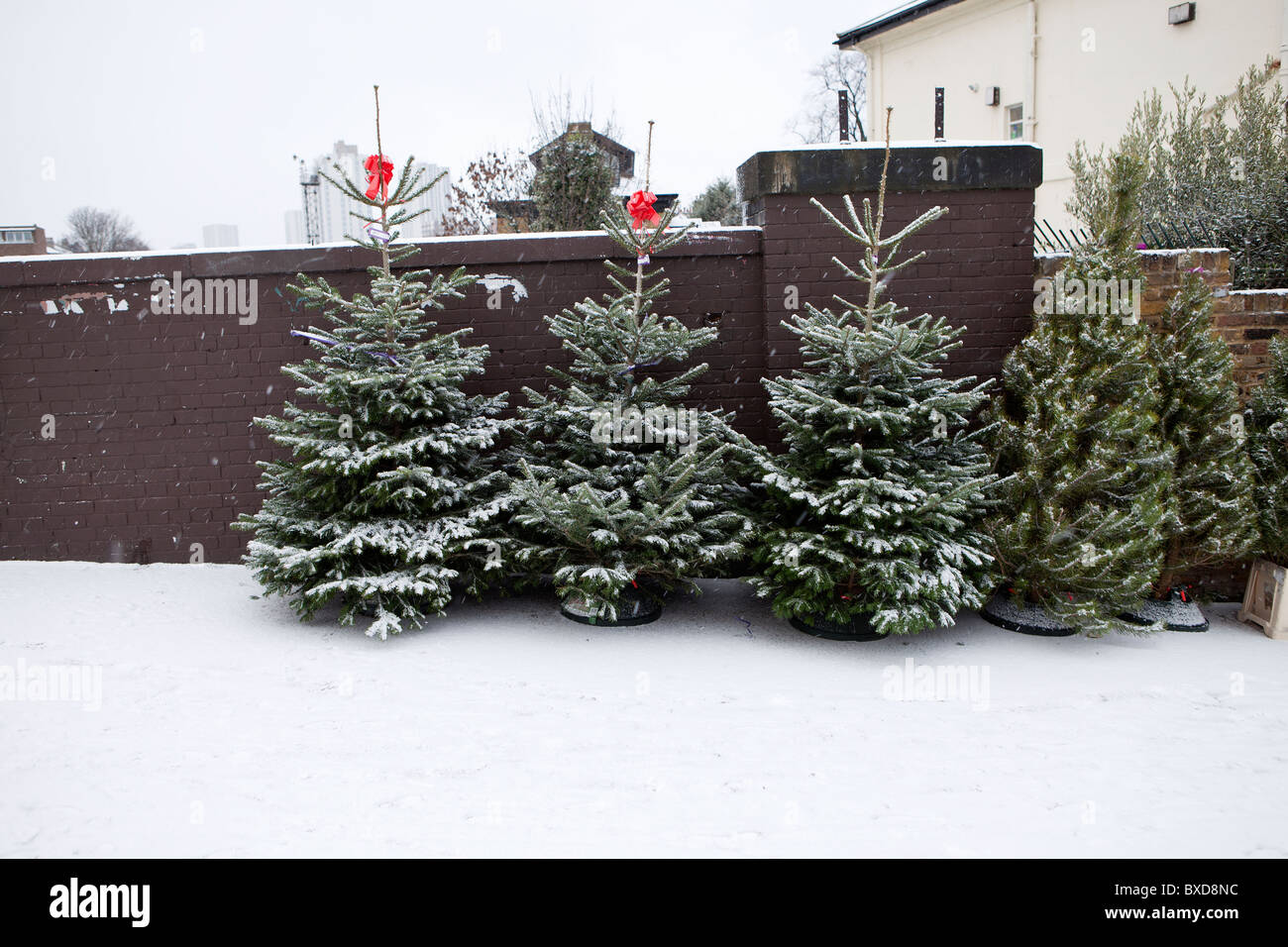 Árboles de Navidad para la venta en la nieve. Foto de stock