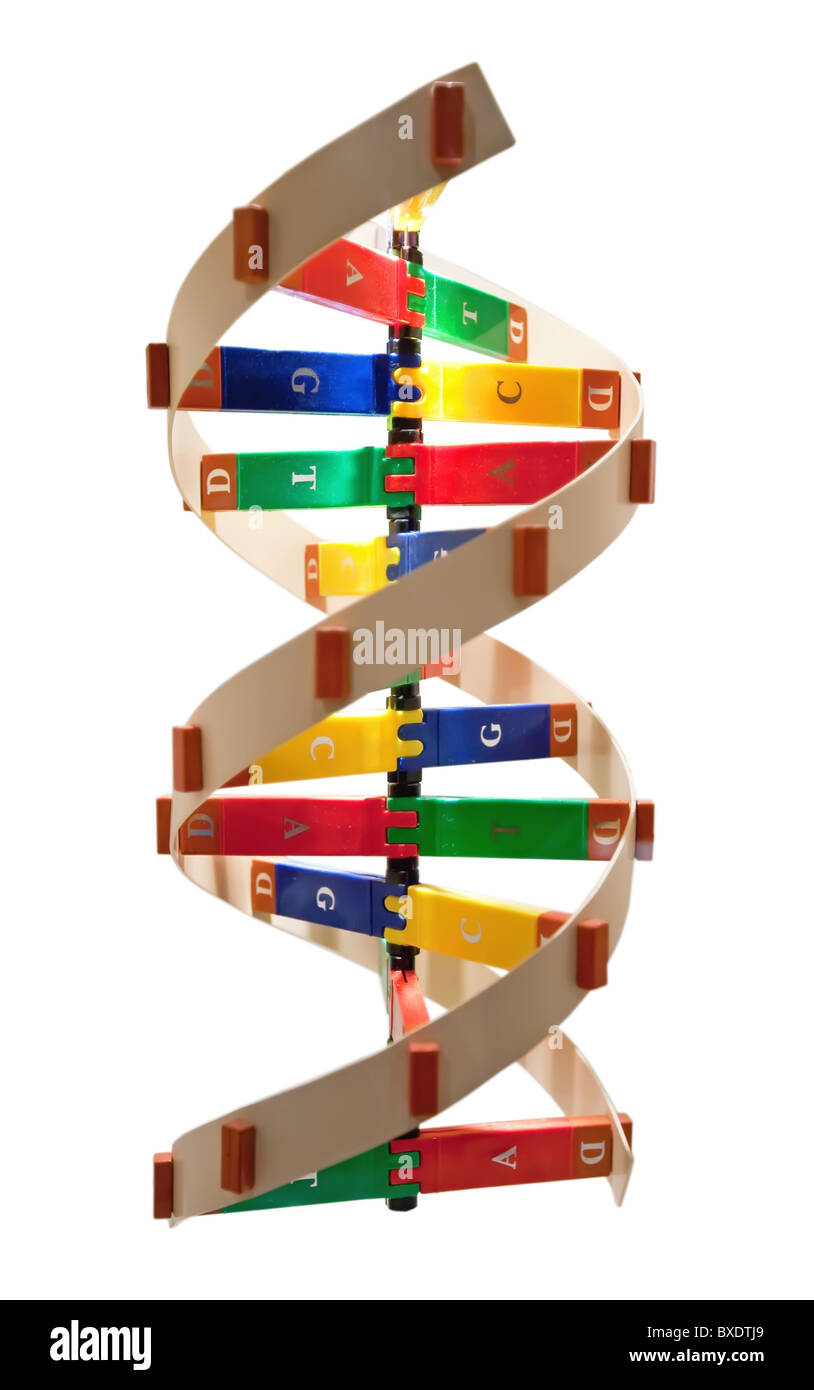 La estructura de la doble hélice de ADN. Foto de stock