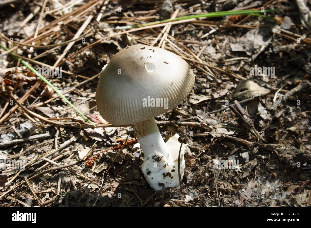 Amanita hongo que crece en bosques caducifolios. Midlothian, Virginia Foto de stock