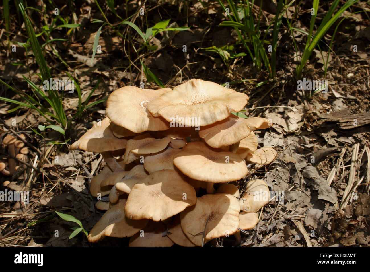 Armillaria tabescens hongos que crecen en el bosque deciduo. Midlothian, Virginia Foto de stock