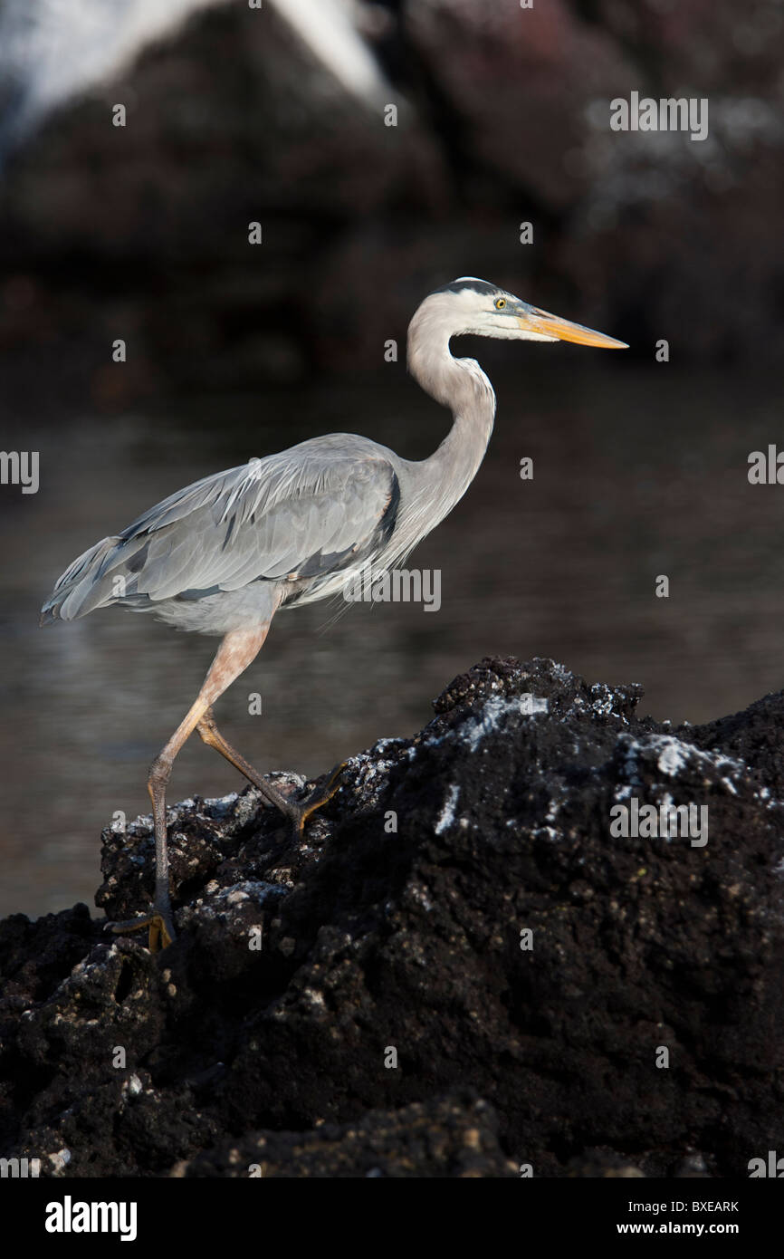 Great Blue Heron (Ardea Herodias Cognata), Subespecies De Galápagos En ...