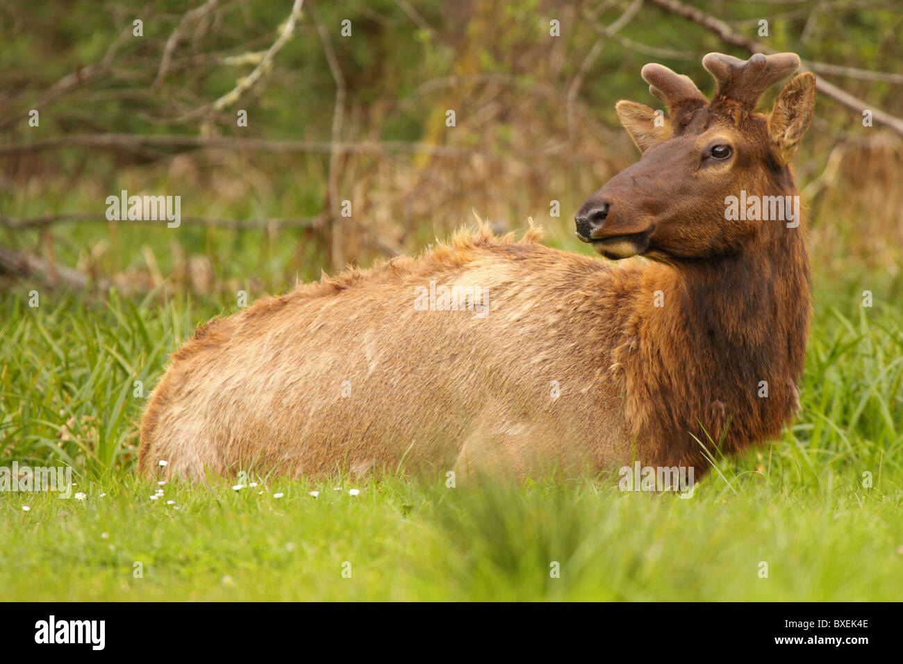 Un Roosevelt Elk bull mirando hacia atrás. Foto de stock