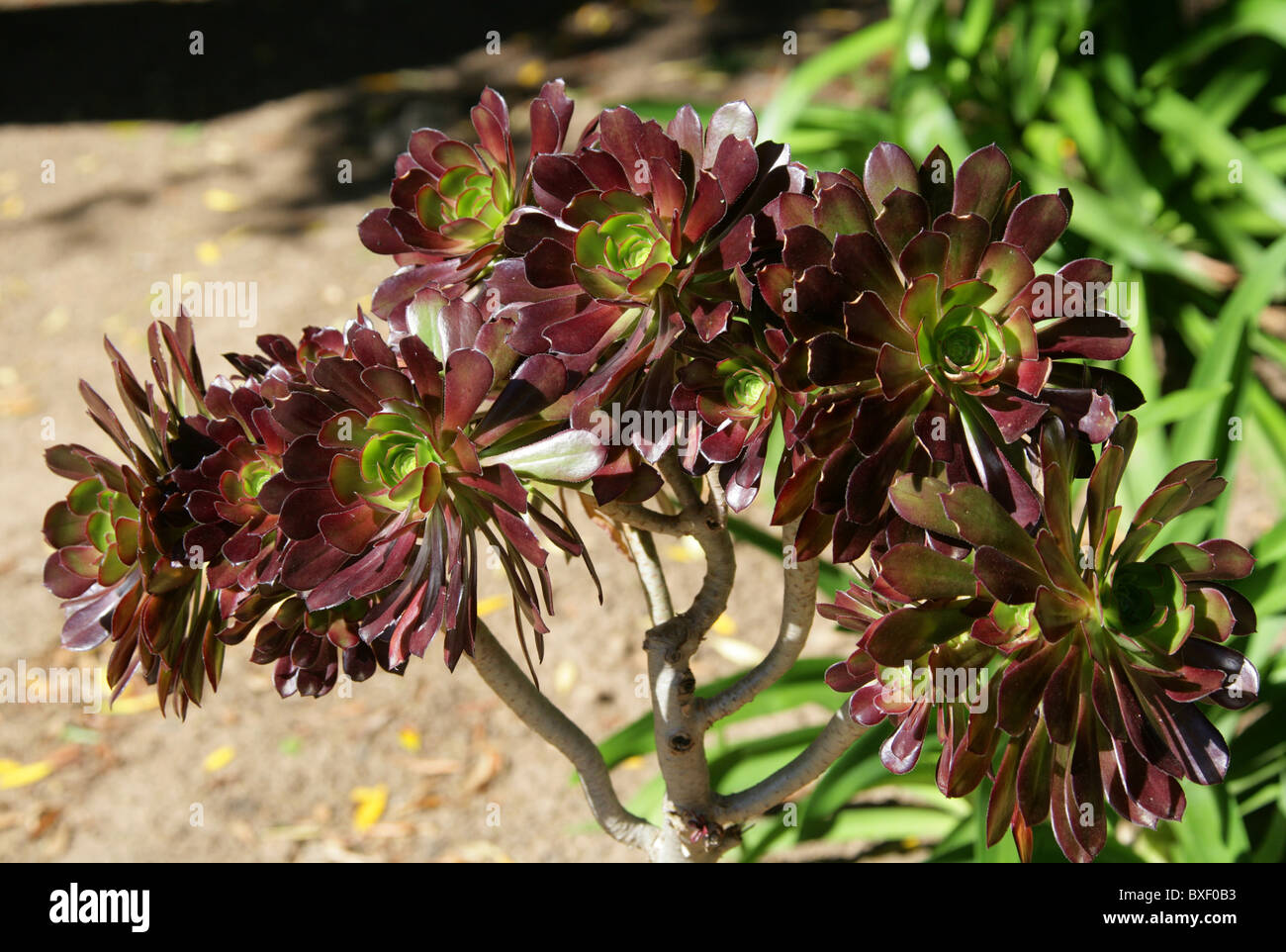 Crest púrpura o negro Aeonium Aeonium, Árbol Aeonium arboreum var atropurpureum, Marruecos, Norte de África Foto de stock