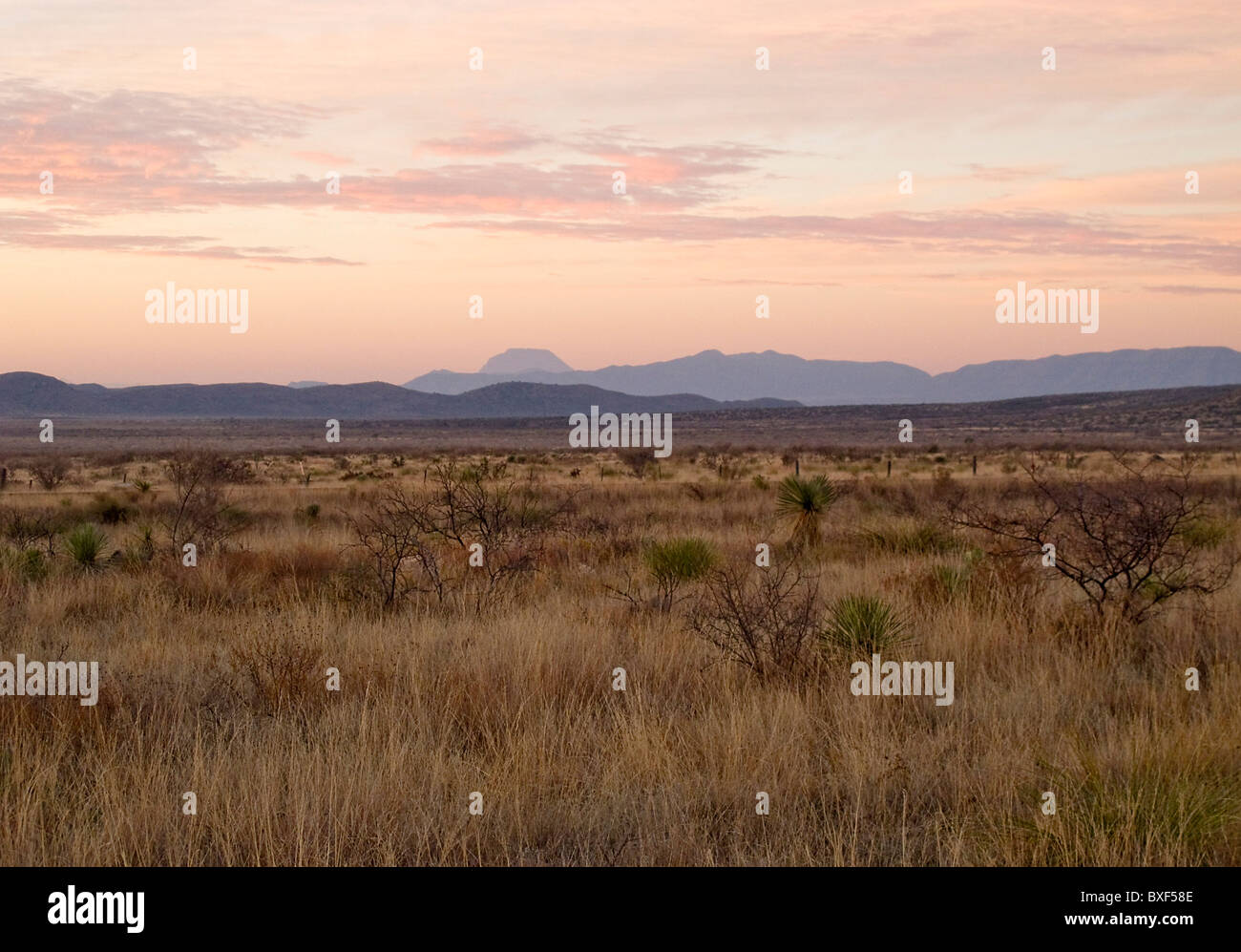 Desierto de Chihuahua al amanecer, cerca de la ciudad de Maratón, en la zona de Big Bend de Texas. Foto de stock