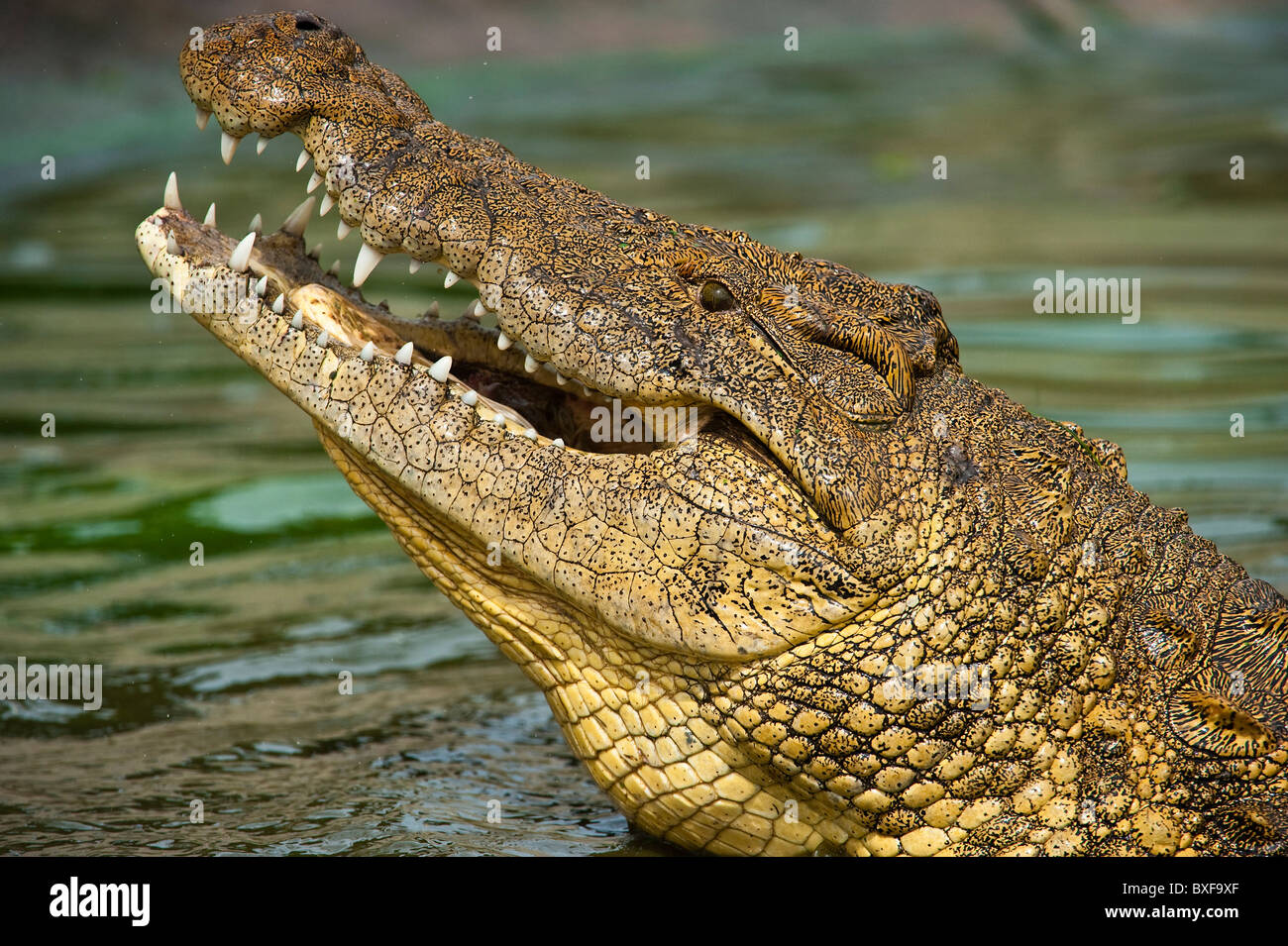 El cocodrilo del Nilo (Crocodylus niloticus) mirando hacia afuera desde el agua. Foto de stock