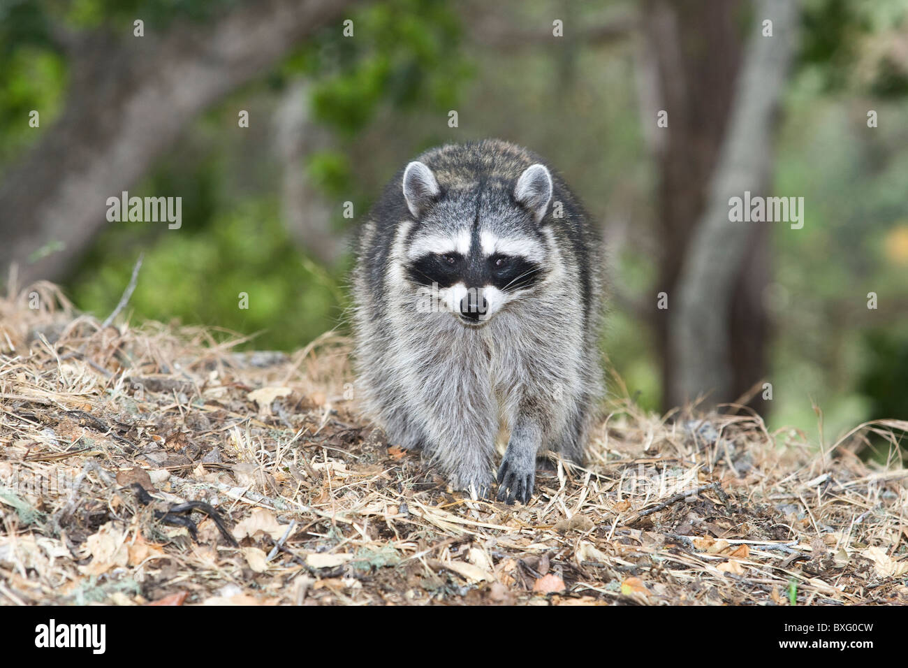 El mapache (Procyon lotor), también conocido como Common Raccoon, es un mamífero de mediano tamaño nativo de América del Norte. Foto de stock