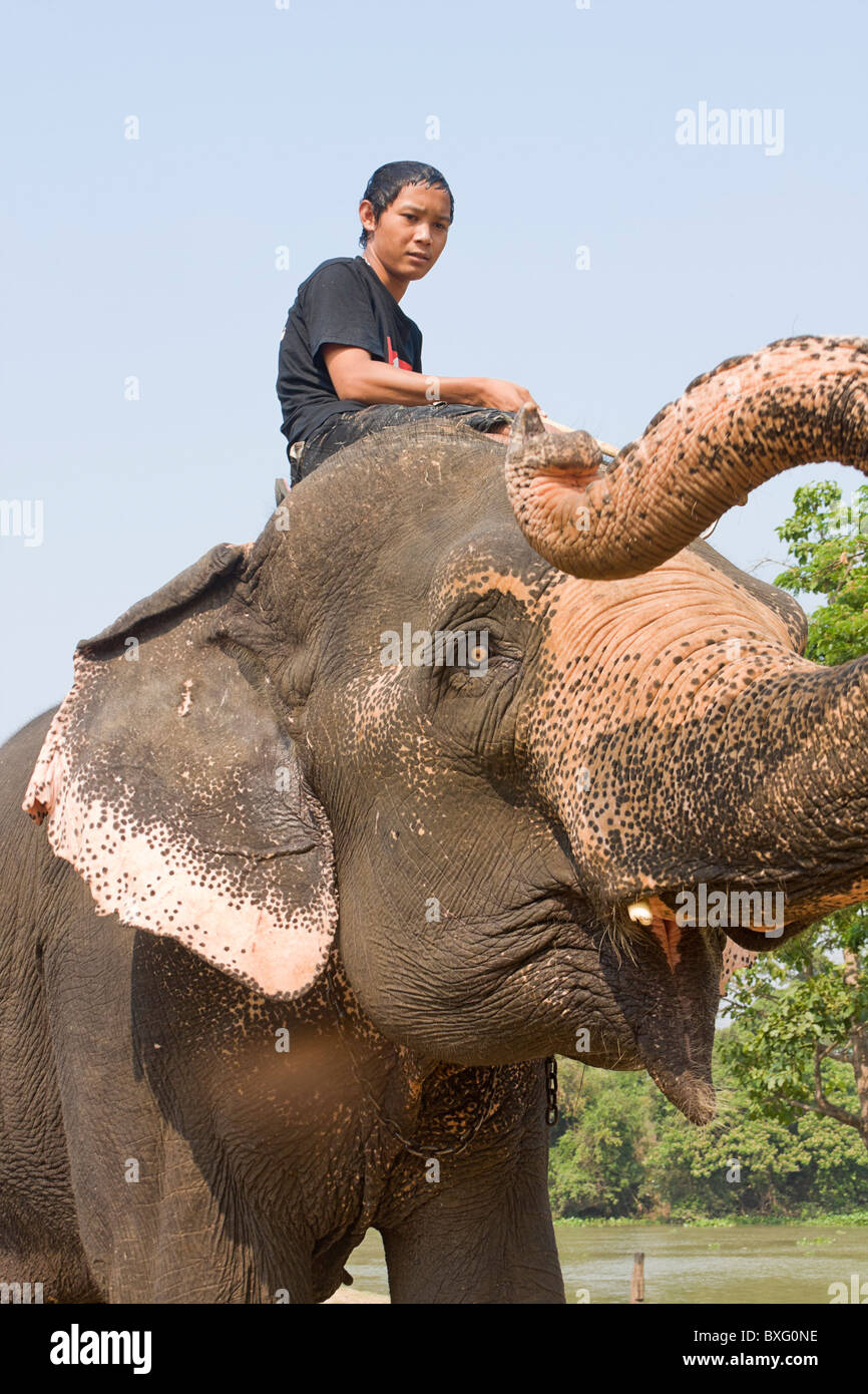 Mahout paseos en elefante elefante estancia, un centro de conservación de elefantes en Bangkok, Tailandia Foto de stock