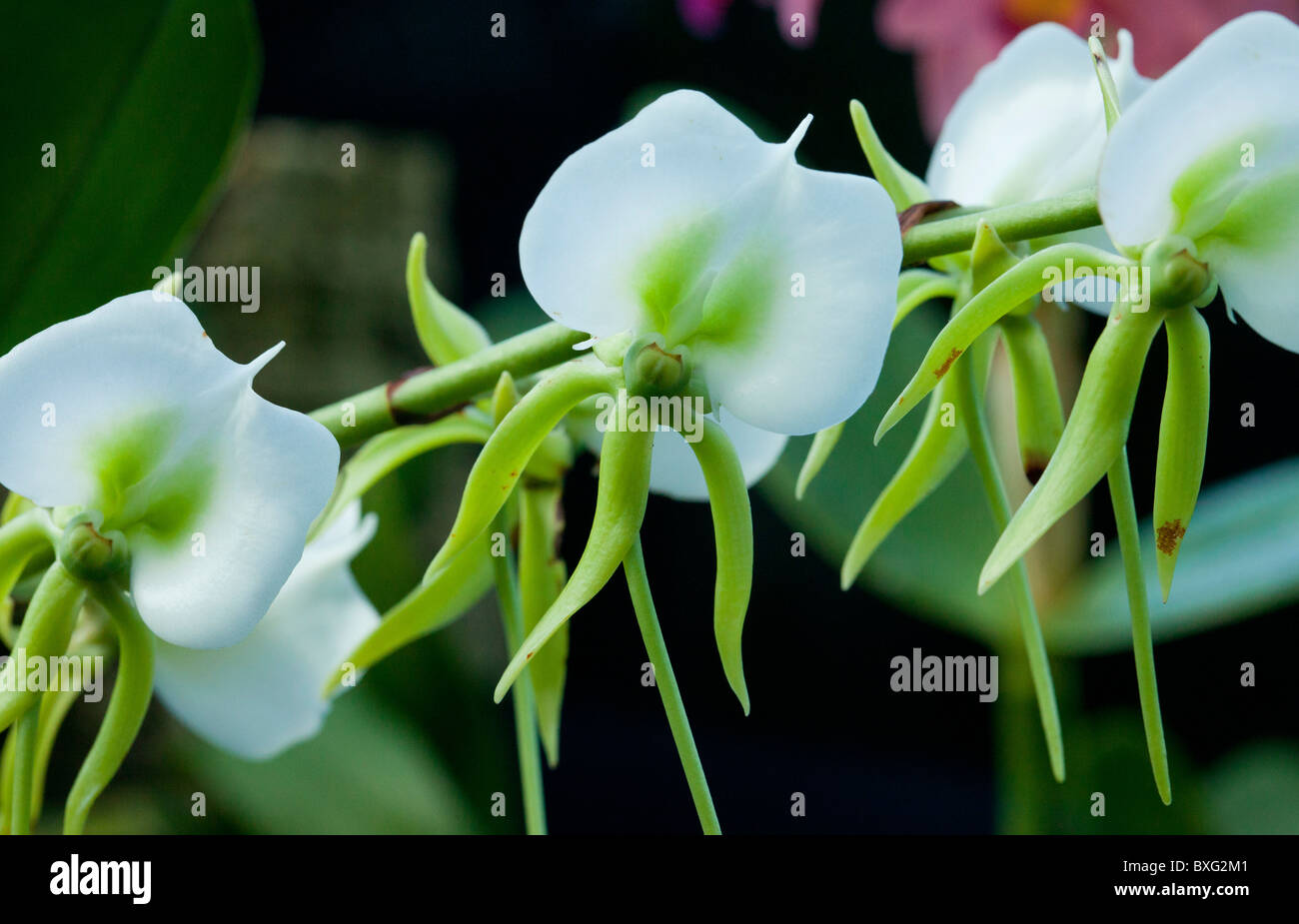 Angraecum eburneum, Madagascar y otras islas del Océano Índico ...