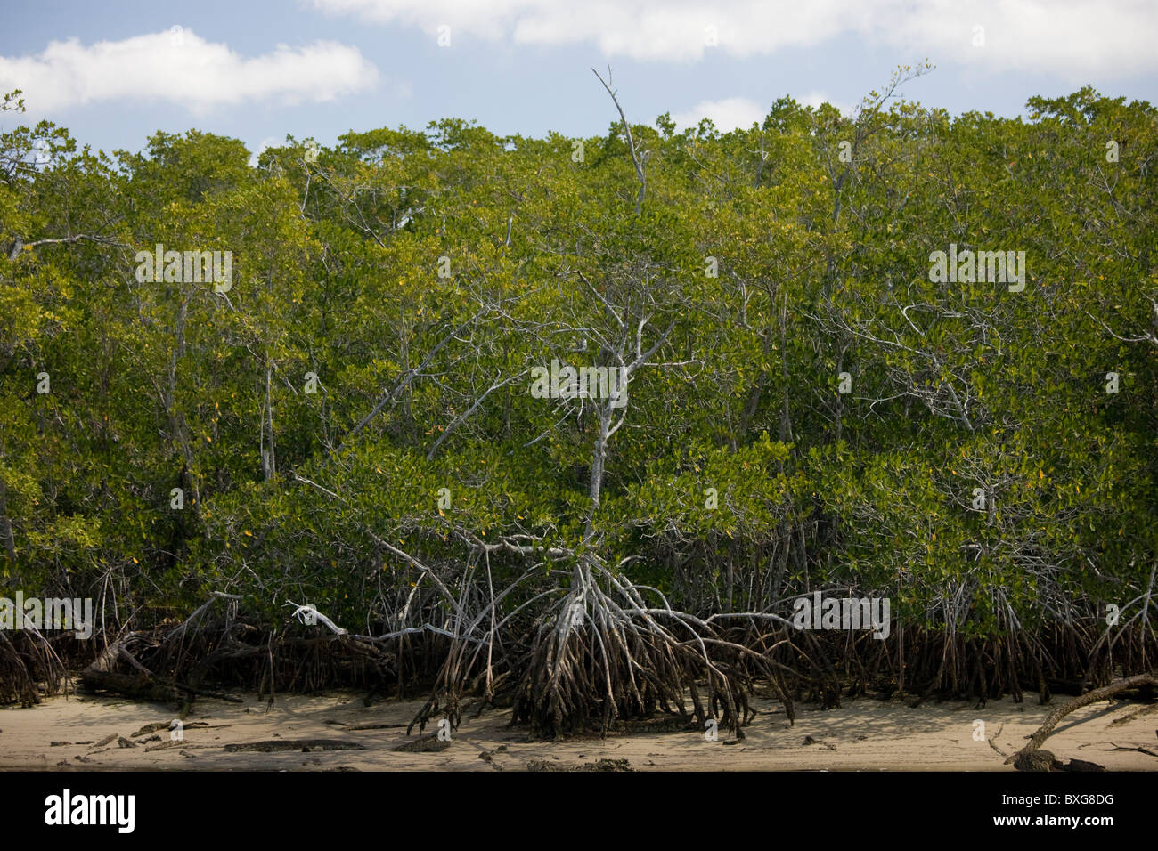 Los manglares, Diez Mil Islas, Everglades de Florida, EE.UU. Foto de stock