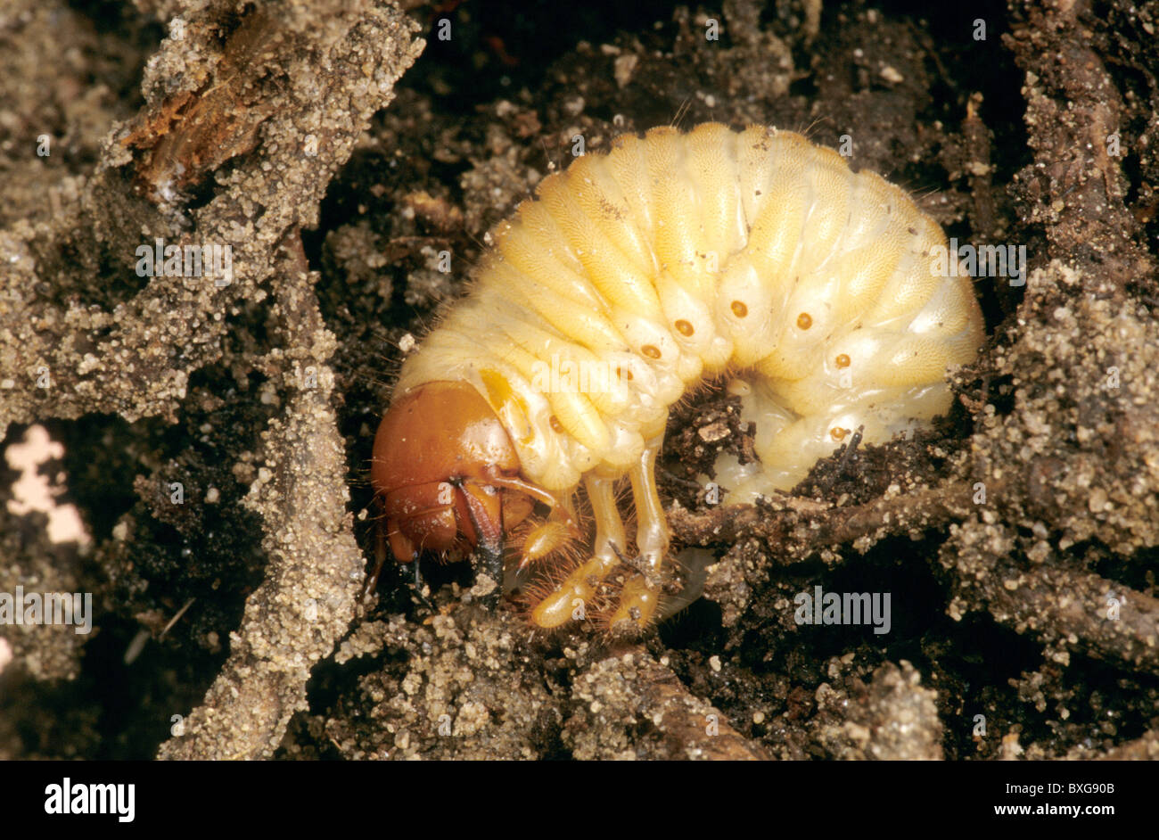 Junio la larva del escarabajo, Foto de stock