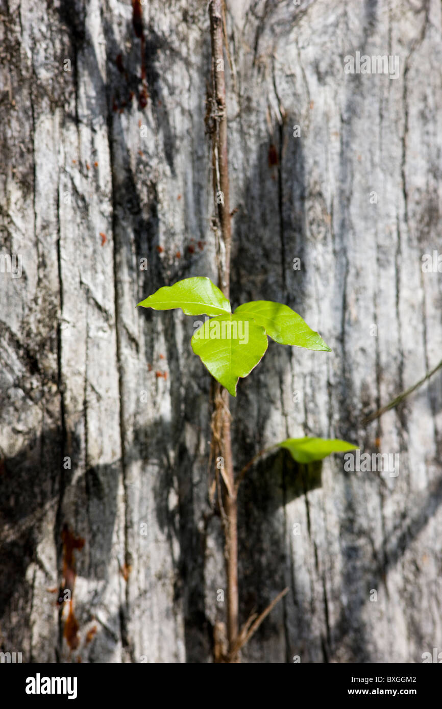 Retoño joven crece el antiguo tronco de árbol en los Everglades, Florida, EE.UU. Foto de stock