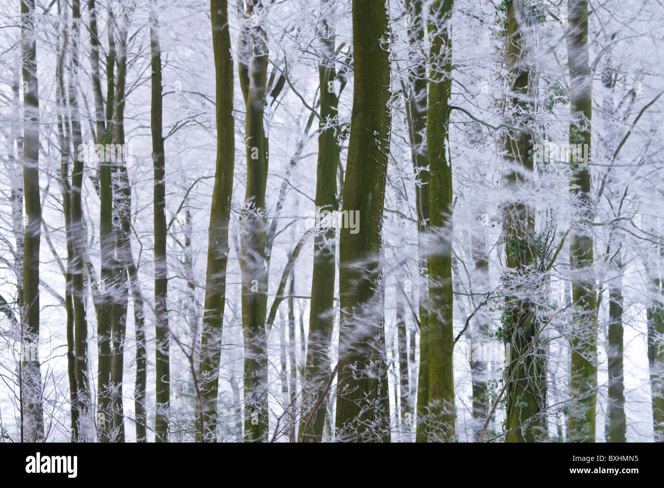 Árboles de invierno & Frost, Gloucestershire, Reino Unido Foto de stock