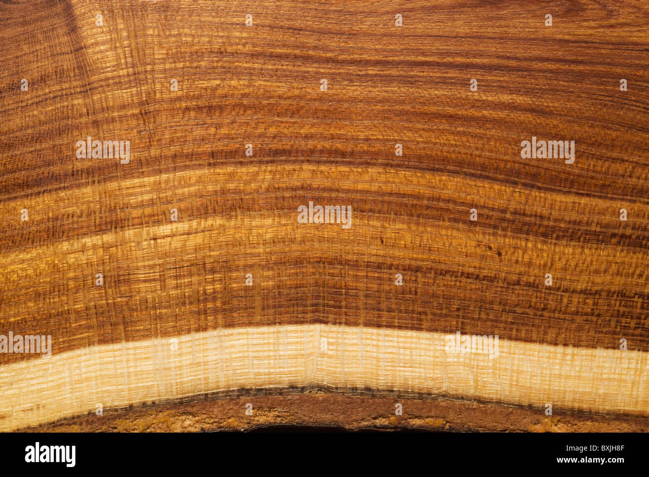 Textura de madera Laburnum común Foto de stock