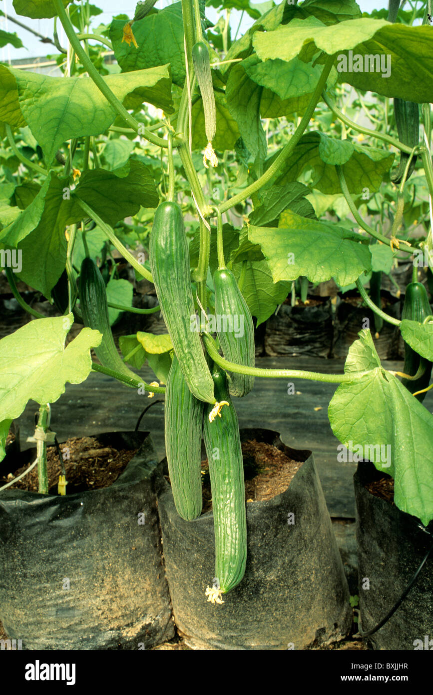 Hydroponic pepinos 'raja' variedad. Foto de stock