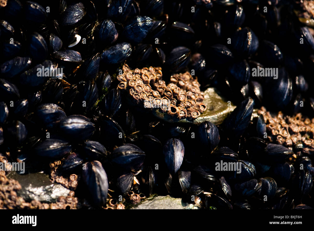 Los músculos en las rocas en Croyde Beach, Devon, Inglaterra, Reino Unido Foto de stock