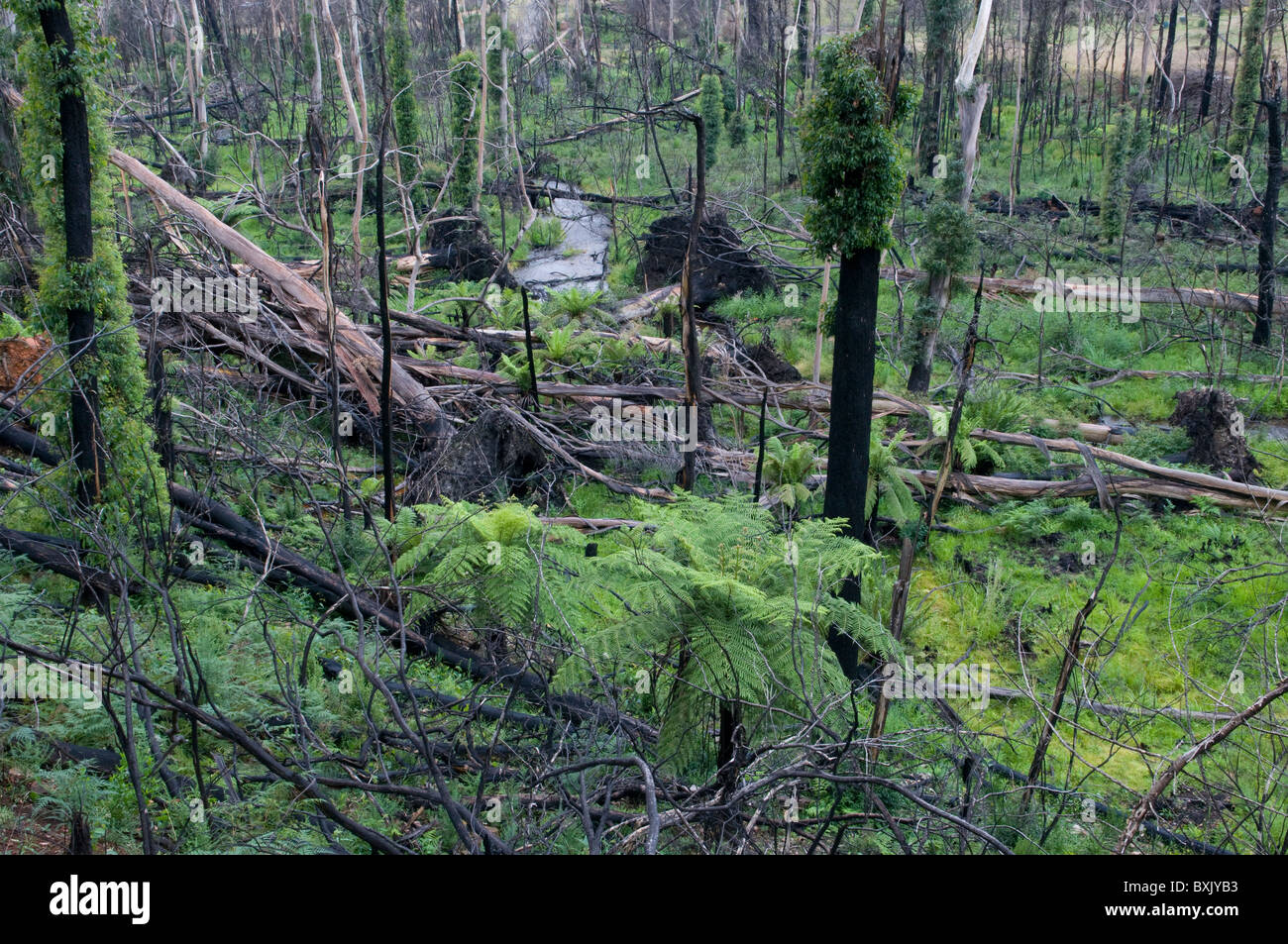 Fire árboles dañados y bush mostrando el regrowth un año después un dichas quemas Foto de stock