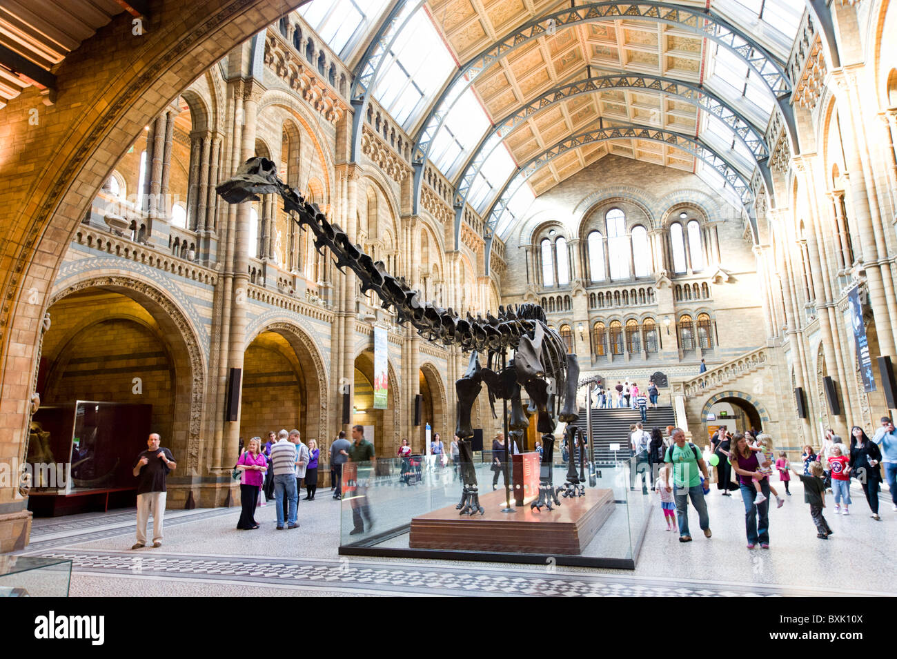 El Diplodocus dinosaurio en el Museo de Historia Natural de Londres, Inglaterra, Reino Unido. Foto de stock